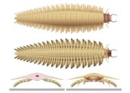 科学家们现在知道地球上爬行过的最大的虫子的头长什么样了